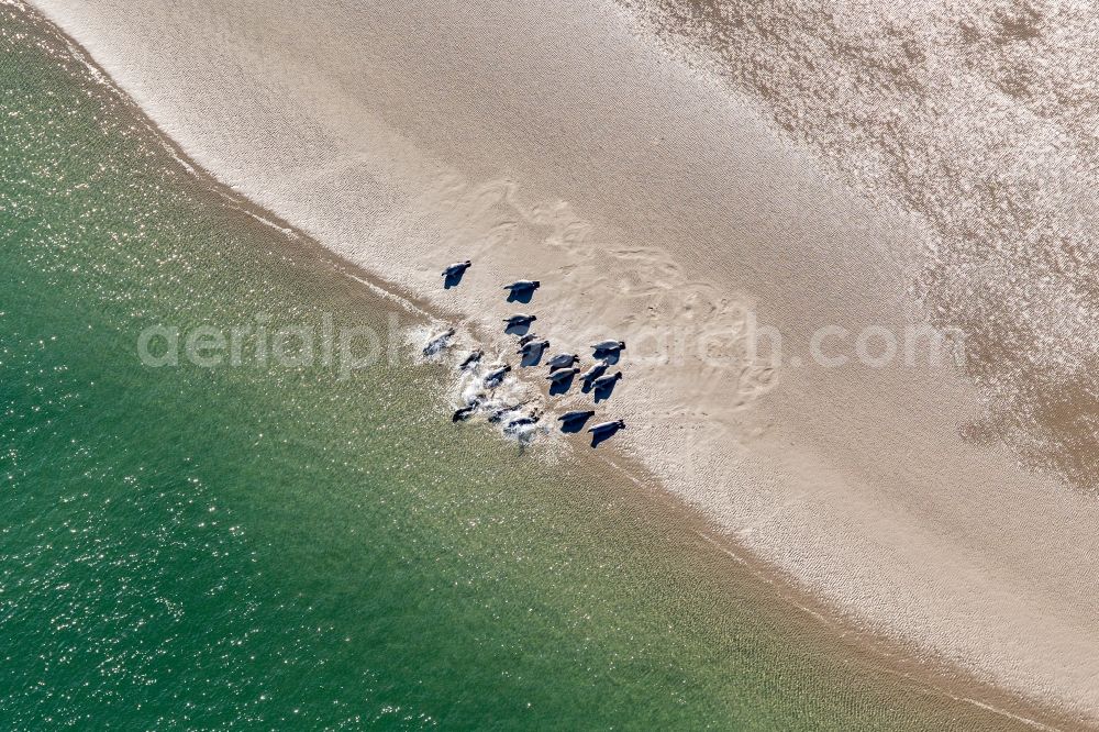 Fanö from above - Seals on a Sand bankarea at the sourthern coast of Fanoe in Syddanmark, Denmark