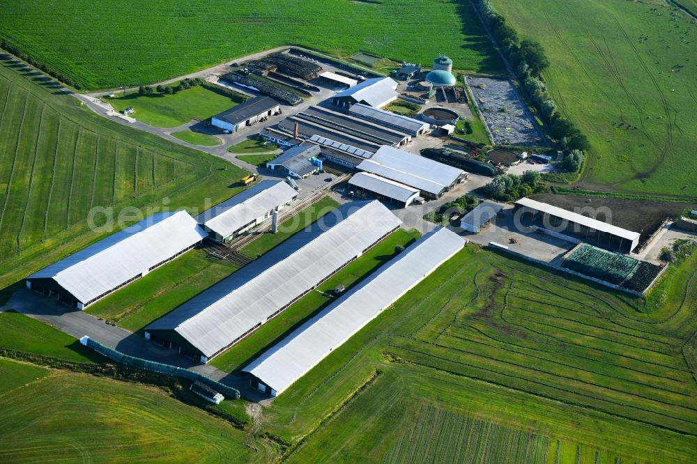 Ivenack from the bird's eye view: Dairy plant and animal breeding stables with cows Milchviehanlage Hummel GmbH in Ivenack in the state Mecklenburg - Western Pomerania, Germany