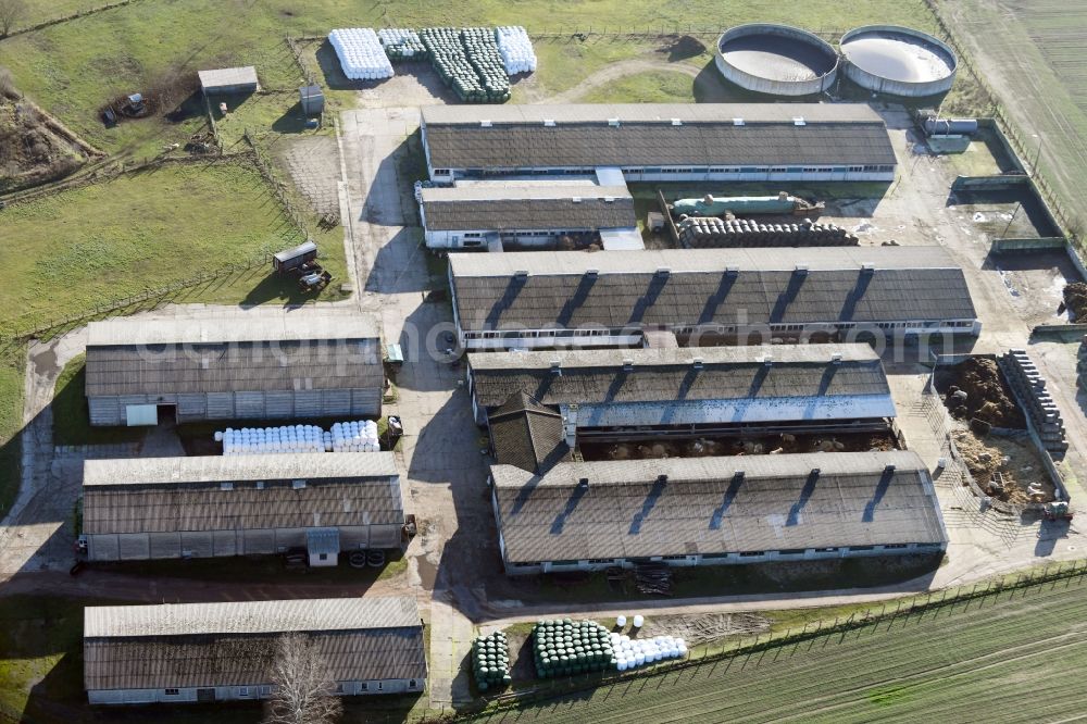 Neulögow from above - Dairy plant and animal breeding stables with cows in Neuloegow in the state Brandenburg, Germany