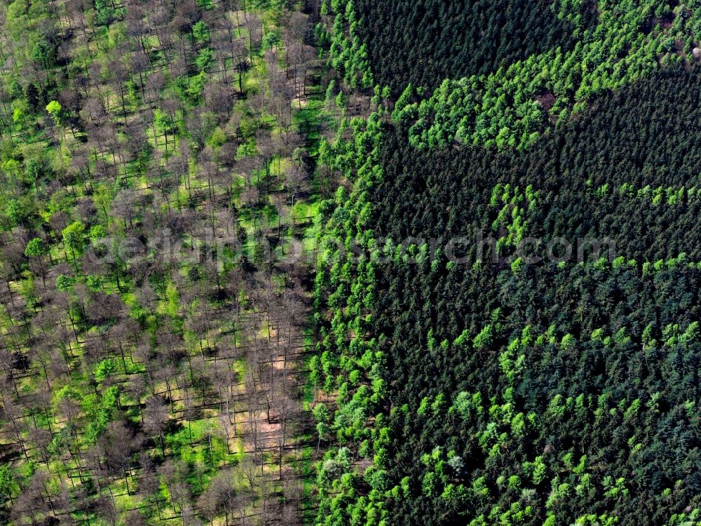Göppingen from the bird's eye view: View of mixed forest with fresh green structures blooming deciduous forest stocks in early summer in a forest near Göppingen in Baden-Württemberg