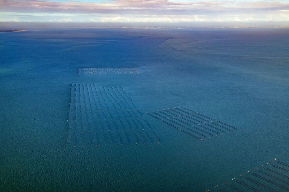 Aerial photograph Hörnum (Sylt) - Mussel farming nets on the coast in front of Hoernum (Sylt) in the state Schleswig-Holstein, Germany