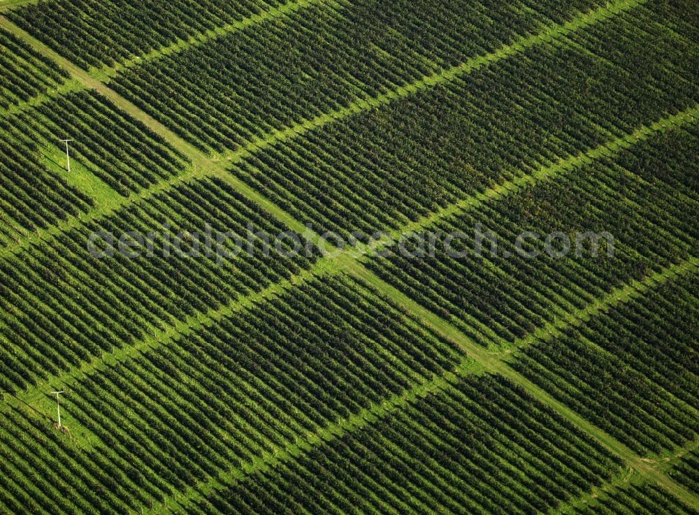 Pirna from the bird's eye view: View of fruit tree structures near Pirna in the state Saxony