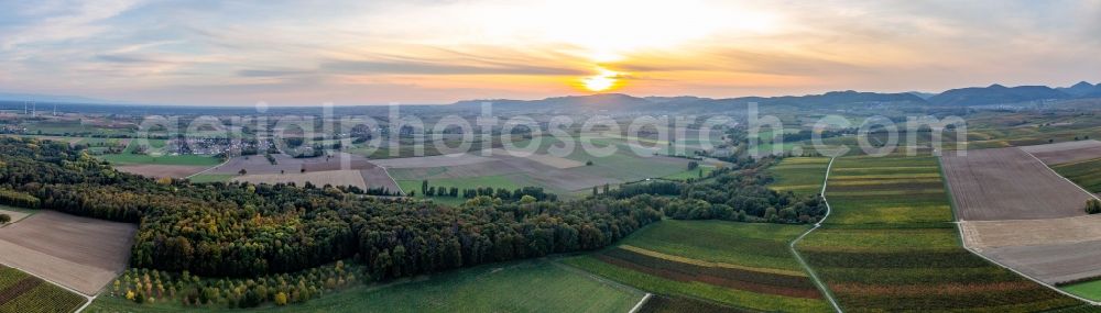 Billigheim-Ingenheim from the bird's eye view: Panoram perspective of forest in a valley sourround by fields in automn colours in Billigheim-Ingenheim in the state Rhineland-Palatinate, Germany