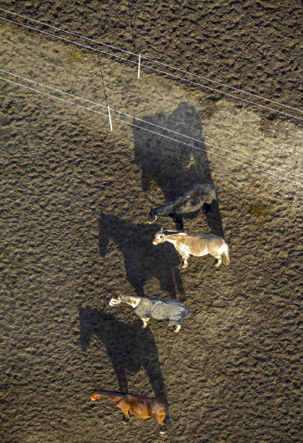 Aerial photograph Hamm - Horse-series with blankets on the coupling of a Horse Farm in Hamm in North Rhine-Westphalia