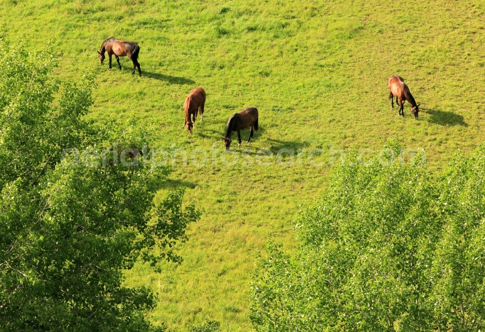 Aerial photograph Osthausen-Wülfershausen - In a meadow at Osthausen-Wuelfershausen in Thuringia are horses