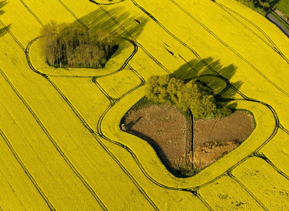 Aerial image Gutow - View of a canola field near Gutow in the state Mecklenburg-West Pomerania