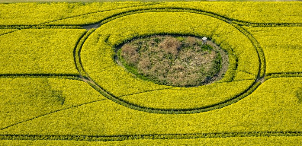 Aerial image Wesenberg - Yellow blooming landscape at Wesenberg in the state of Mecklenburg-Western Pomerania