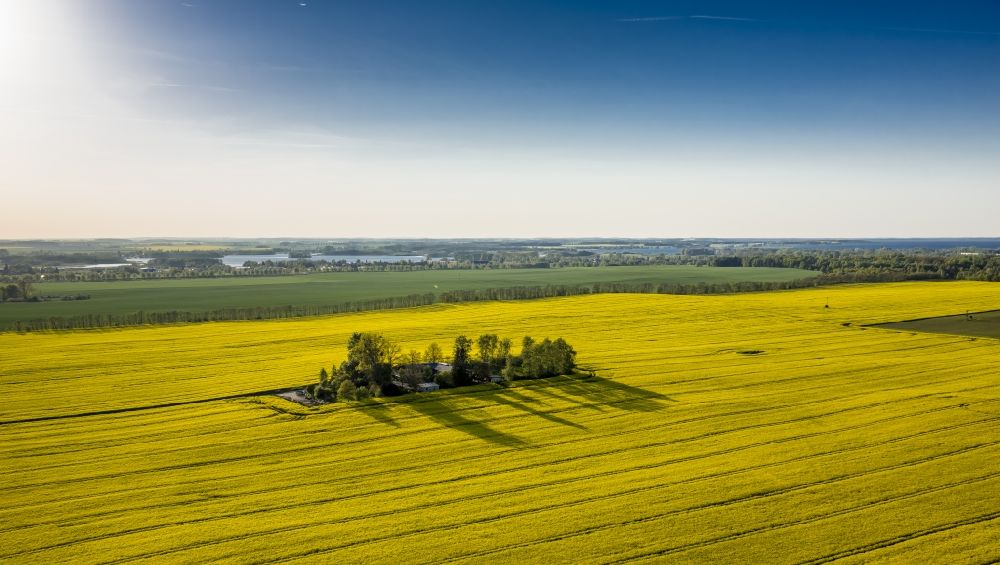 Wesenberg from the bird's eye view: Yellow blooming landscape at Wesenberg in the state of Mecklenburg-Western Pomerania
