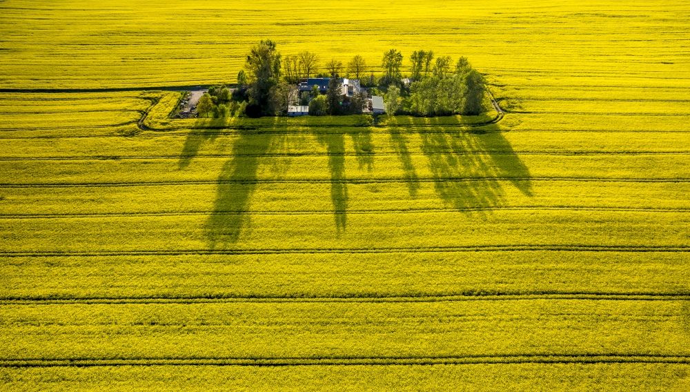 Wesenberg from above - Yellow blooming landscape at Wesenberg in the state of Mecklenburg-Western Pomerania