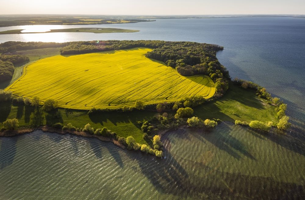 Aerial photograph Ludorf - Large field of rapeseed on the shores of Lake Mueritz in Ludorf in Mecklenburg - Western Pomerania