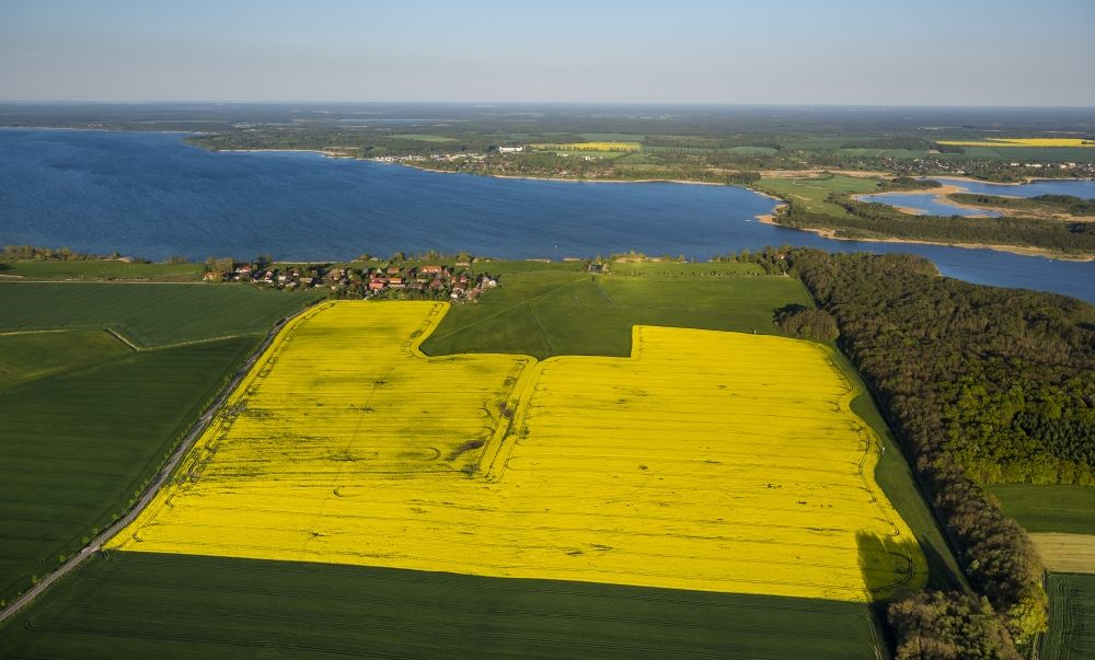 Ludorf from the bird's eye view: Yellow flowering field near Zielow right on the shore of Lake Mueritz in Ludorf in Mecklenburg - Western Pomerania