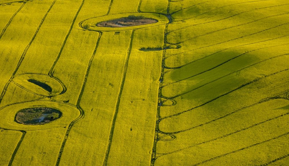 Aerial image Klink - View of canola fields near Klink in the state Mecklenburg-West Pomerania
