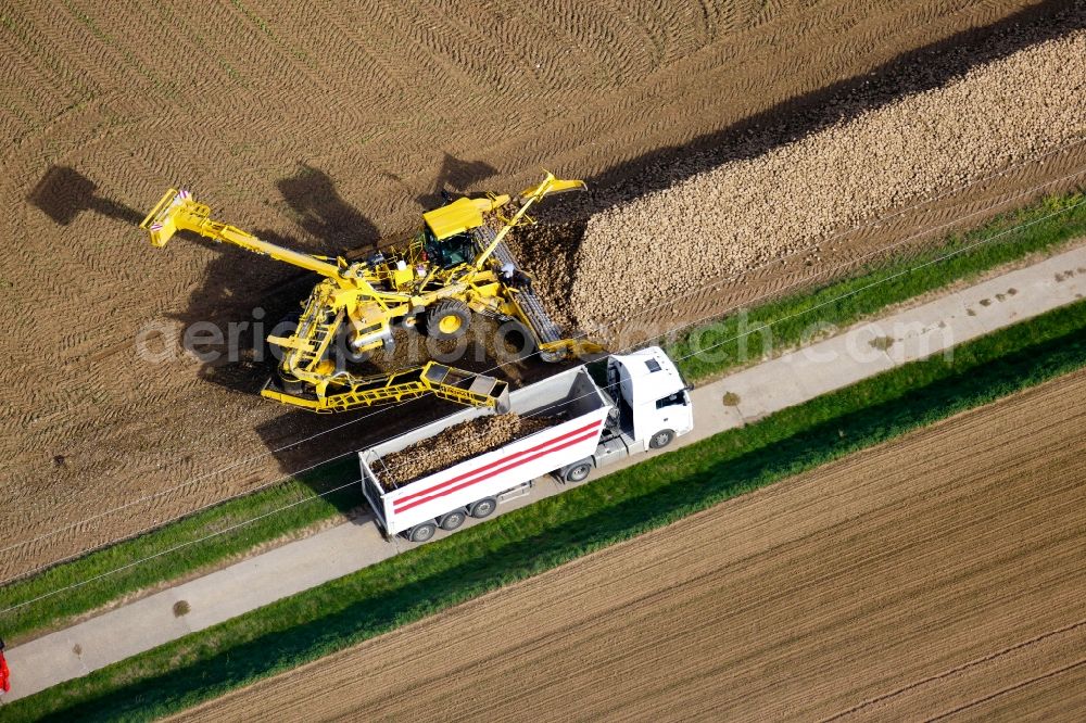 Aerial photograph Gleichen - Harvest use of heavy agricultural machinery - beet harvest in Gleichen in the state Lower Saxony, Germany