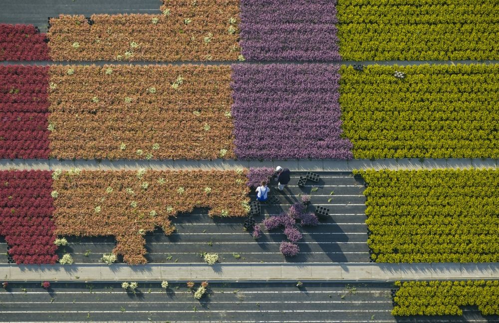 Aerial image Schermbeck - Rows of colorful flowers - fields in an ornamental plant operating at Schermbeck in North Rhine-Westphalia