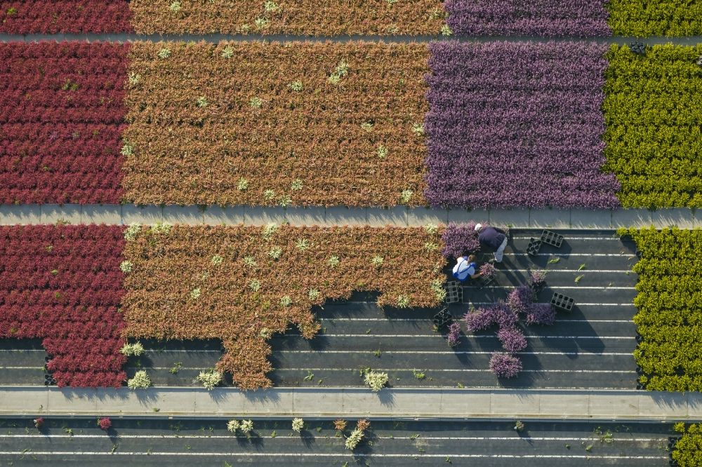 Schermbeck from the bird's eye view: Rows of colorful flowers - fields in an ornamental plant operating at Schermbeck in North Rhine-Westphalia