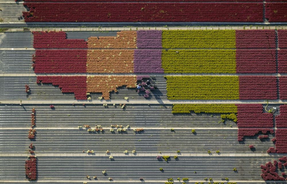 Schermbeck from the bird's eye view: Rows of colorful flowers - fields in an ornamental plant operating at Schermbeck in North Rhine-Westphalia