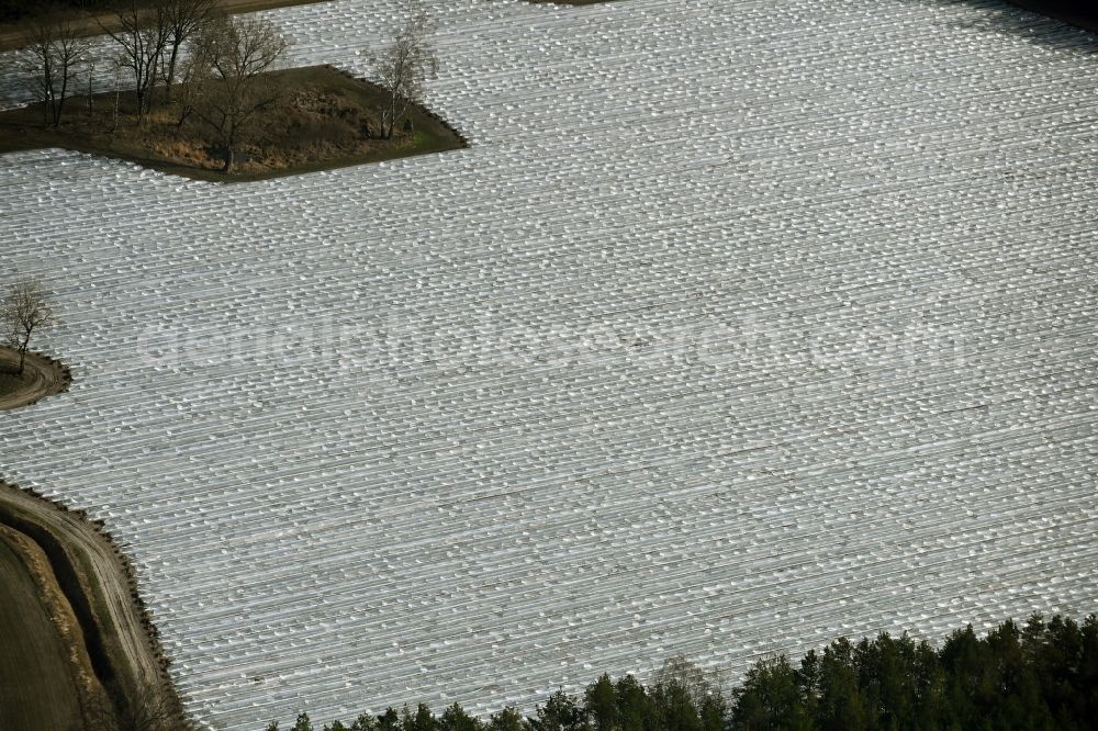 Aerial photograph Amalienfelde - Rows with asparagus growing on field surfaces in Amalienfelde in the state Brandenburg, Germany