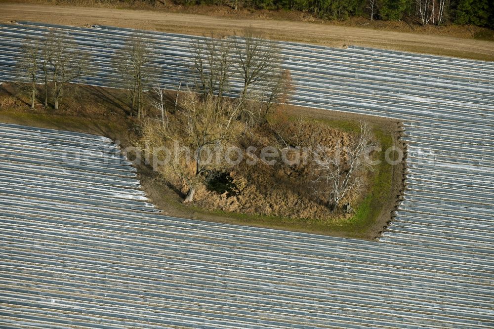 Amalienfelde from the bird's eye view: Rows with asparagus growing on field surfaces in Amalienfelde in the state Brandenburg, Germany