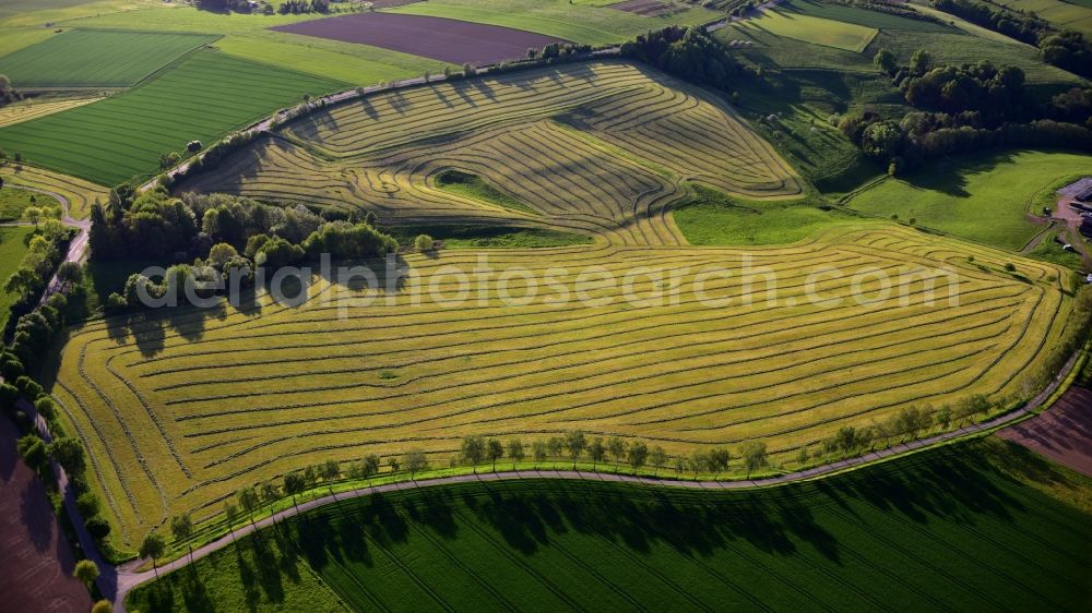 Blankenbach from the bird's eye view: Freshly mowed rows and lines of mowed grass in fields in Blankenbach in the state North Rhine-Westphalia, Germany