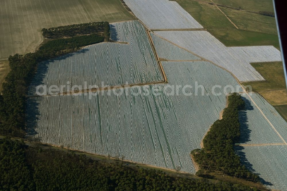Aerial photograph Buchholz - Rows with asparagus growing on field surfaces in Buchholz in the state Brandenburg, Germany
