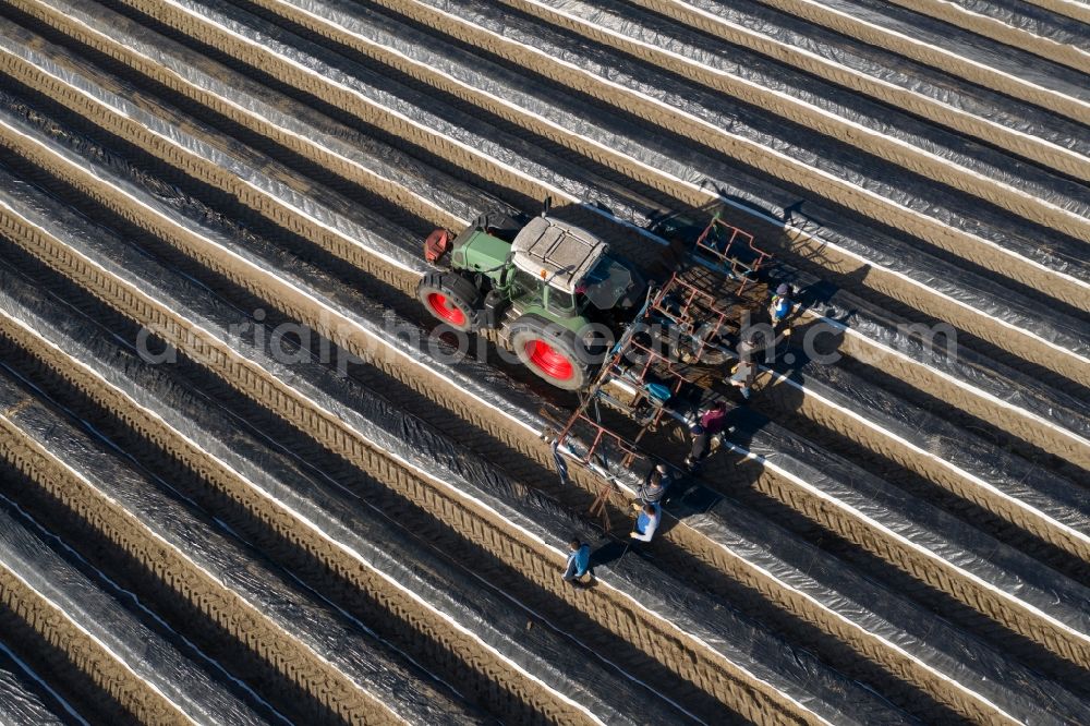 Aerial image Luckenwalde - Rows with asparagus growing on field surfaces in Luckenwalde in the state Brandenburg, Germany
