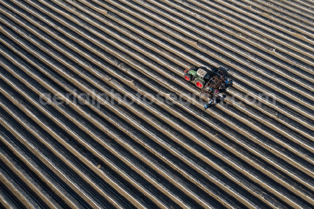 Luckenwalde from the bird's eye view: Rows with asparagus growing on field surfaces in Luckenwalde in the state Brandenburg, Germany