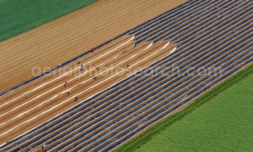 Ludwigsburg from the bird's eye view: Rows with asparagus growing on field surfaces in Ludwigsburg in the state Baden-Wuerttemberg, Germany