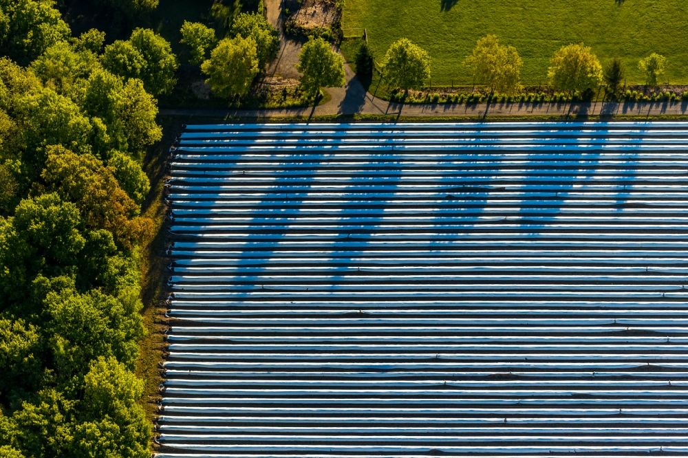 Aerial photograph Münster - Rows with asparagus growing on field surfaces along the Sudmuehlenstrasse in Muenster in the state North Rhine-Westphalia, Germany