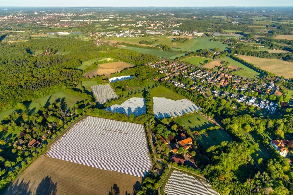 Aerial image Münster - Rows with asparagus growing on field surfaces in the district Handorf in Muenster in the state North Rhine-Westphalia, Germany