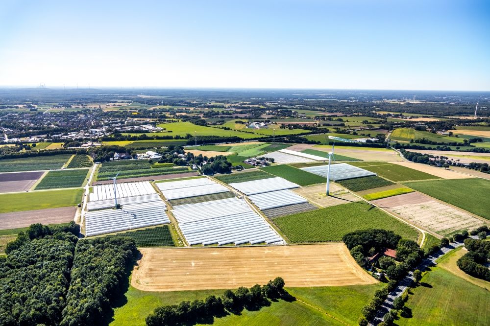 Bottrop from the bird's eye view: Rows with asparagus growing on field surfaces in the district Kirchhellen in Bottrop in the state North Rhine-Westphalia, Germany