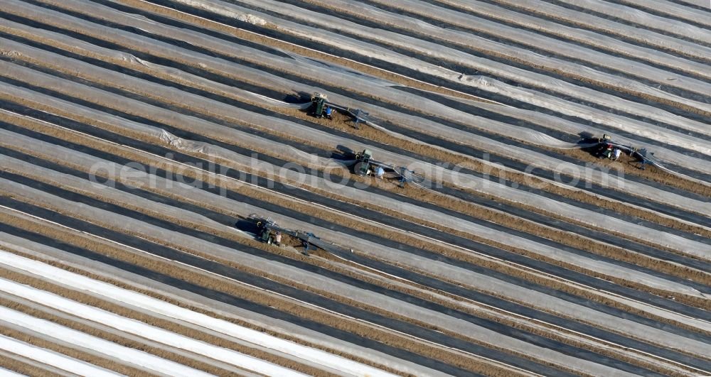 Beelitz from the bird's eye view: Rows with asparagus growing on field surfaces in the district Klaistow in Beelitz in the state Brandenburg, Germany