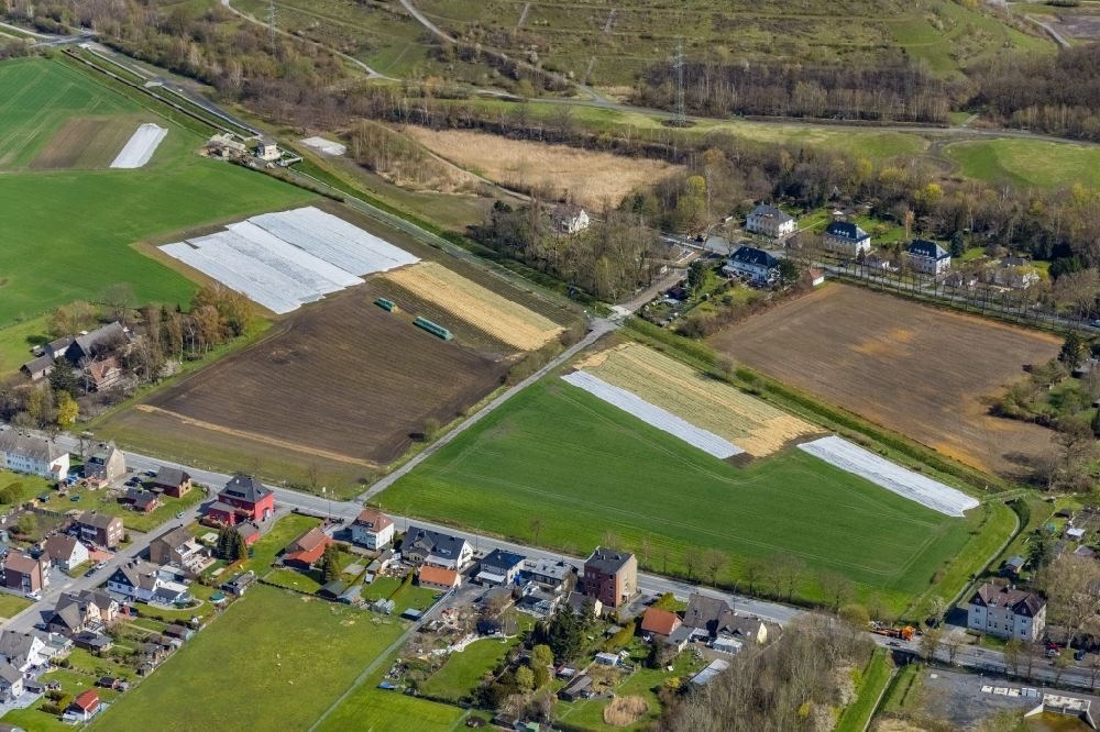 Aerial image Hamm - Rows with asparagus growing on field surfaces in the district Wiescherhoefen in Hamm at Ruhrgebiet in the state North Rhine-Westphalia, Germany