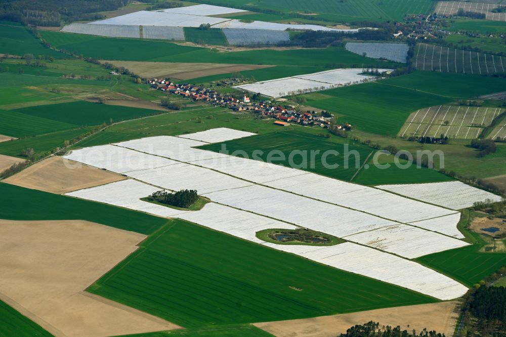 Aerial image Schönermark - Rows with asparagus growing on field surfaces in Schoenermark Uckermark in the state Brandenburg, Germany