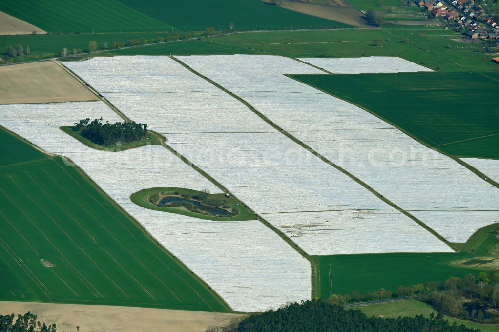 Aerial photograph Schönermark - Rows with asparagus growing on field surfaces in Schoenermark Uckermark in the state Brandenburg, Germany