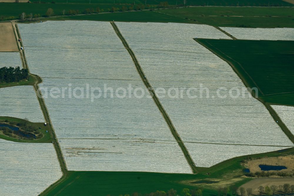 Schönermark from above - Rows with asparagus growing on field surfaces in Schoenermark Uckermark in the state Brandenburg, Germany