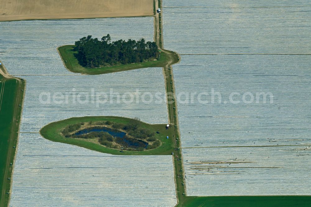 Schönermark from the bird's eye view: Rows with asparagus growing on field surfaces in Schoenermark Uckermark in the state Brandenburg, Germany