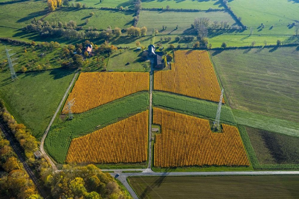 Aerial image Spellen - Rows with asparagus growing on field surfaces in Spellen in the state North Rhine-Westphalia, Germany