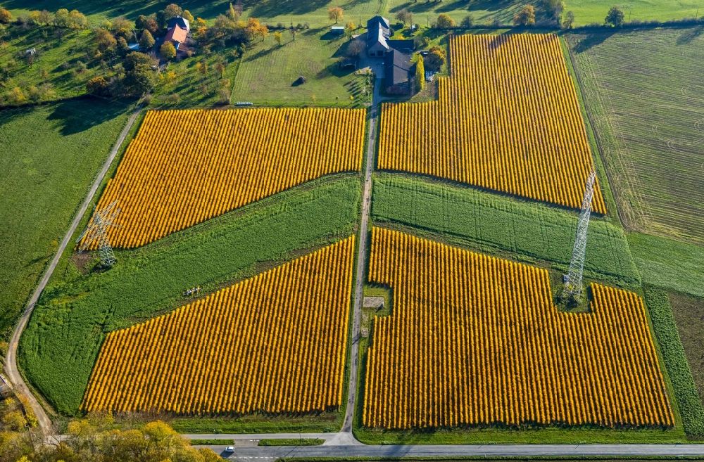Aerial photograph Spellen - Rows with asparagus growing on field surfaces in Spellen in the state North Rhine-Westphalia, Germany