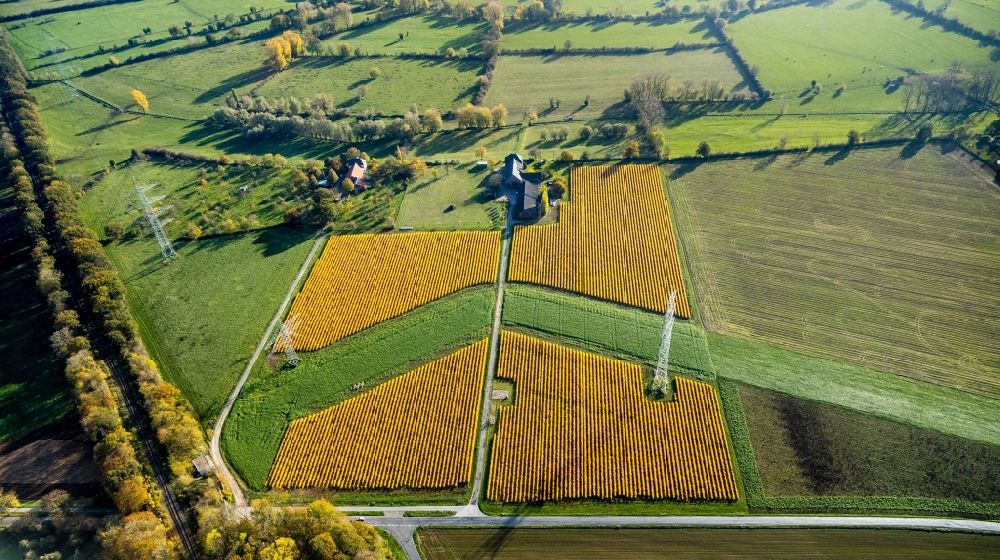Spellen from above - Rows with asparagus growing on field surfaces in Spellen in the state North Rhine-Westphalia, Germany