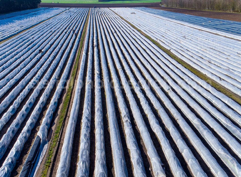 Wöbbelin from the bird's eye view: Rows with asparagus growing on field surfaces in Woebbelin in the state Mecklenburg - Western Pomerania, Germany