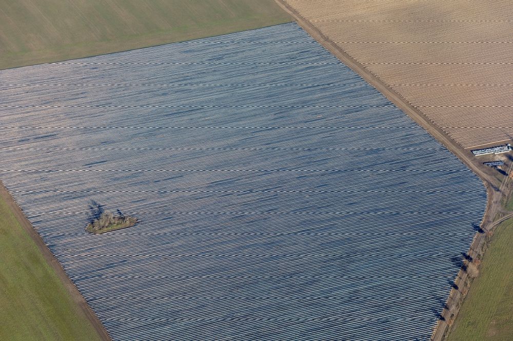 Aerial image Wittbrietzen - Rows with asparagus growing on field surfaces in Wittbrietzen in the state Brandenburg, Germany