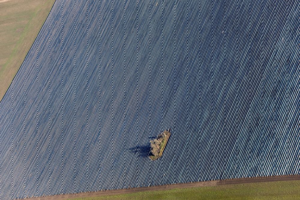 Wittbrietzen from the bird's eye view: Rows with asparagus growing on field surfaces in Wittbrietzen in the state Brandenburg, Germany