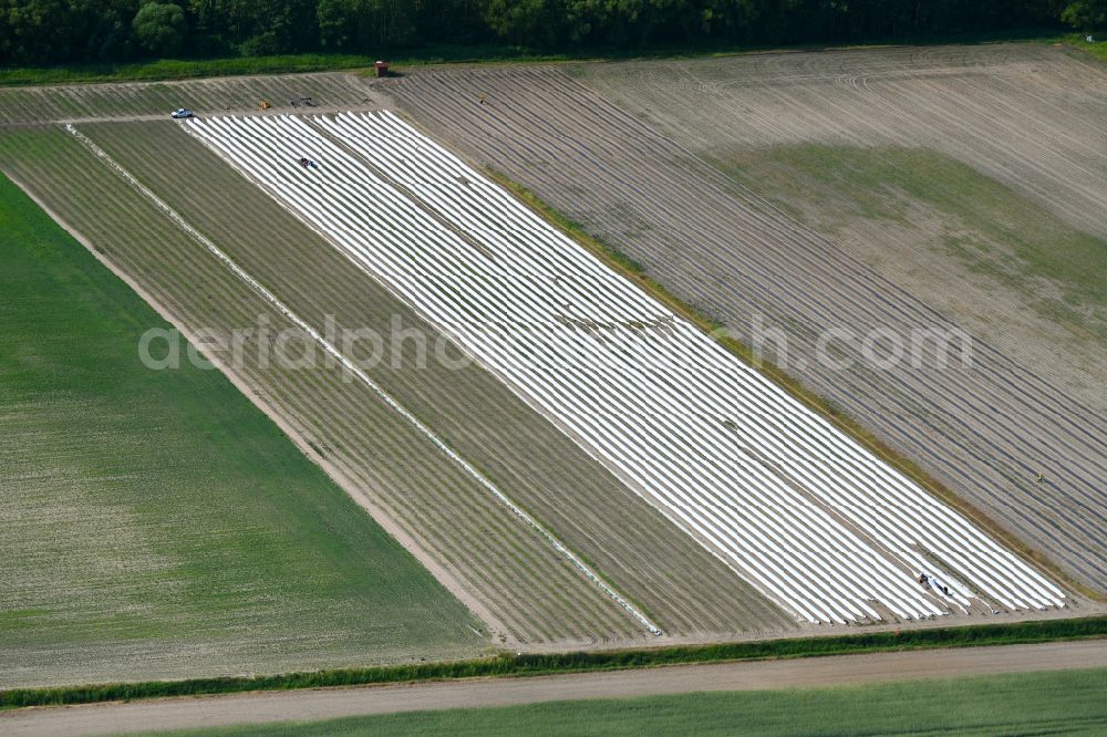Zehlendorf from above - Rows with asparagus growing on field surfaces in Zehlendorf in the state Brandenburg, Germany