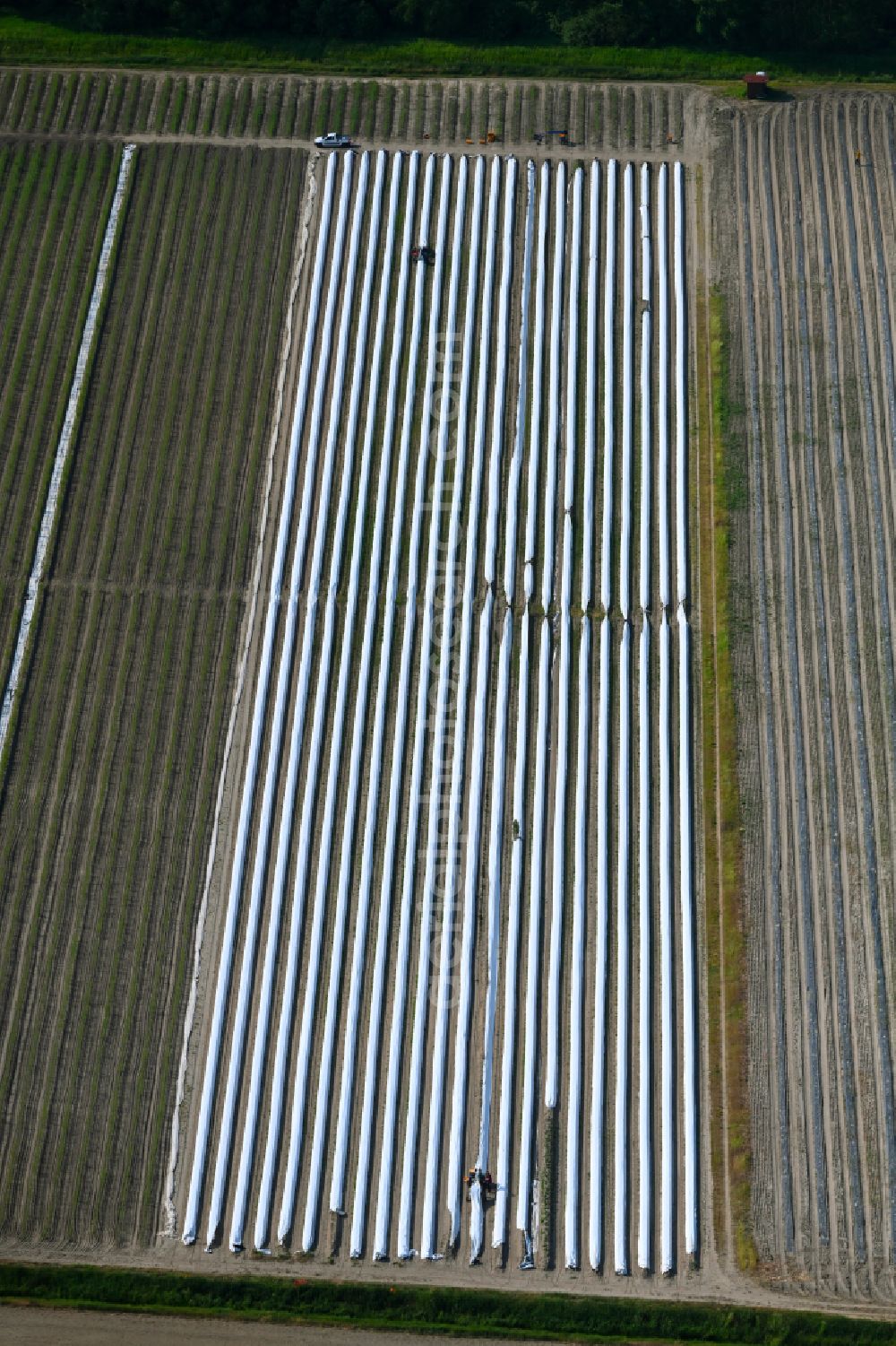 Zehlendorf from the bird's eye view: Rows with asparagus growing on field surfaces in Zehlendorf in the state Brandenburg, Germany