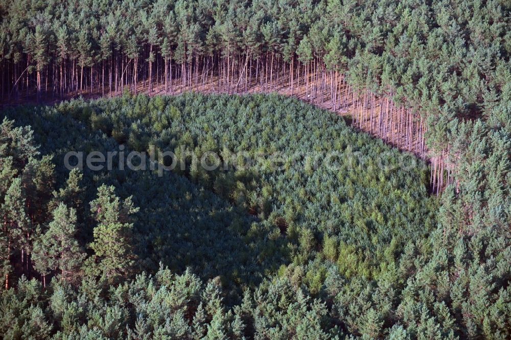 Bülstringen from above - Renaturation through afforestation of young trees in the forest area in Buelstringen in the state Saxony-Anhalt, Germany