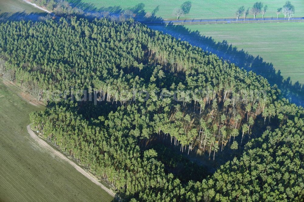 Aerial image Löwenbruch - Renaturation through afforestation of young trees in the forest area in Loewenbruch in the state Brandenburg, Germany