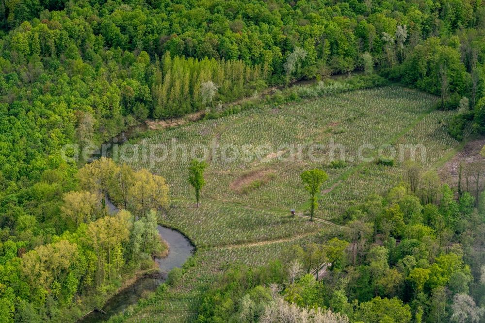 Weisweil from above - Renaturation through afforestation of young trees in the forest area Taubergiessen in Weisweil in the state Baden-Wuerttemberg, Germany