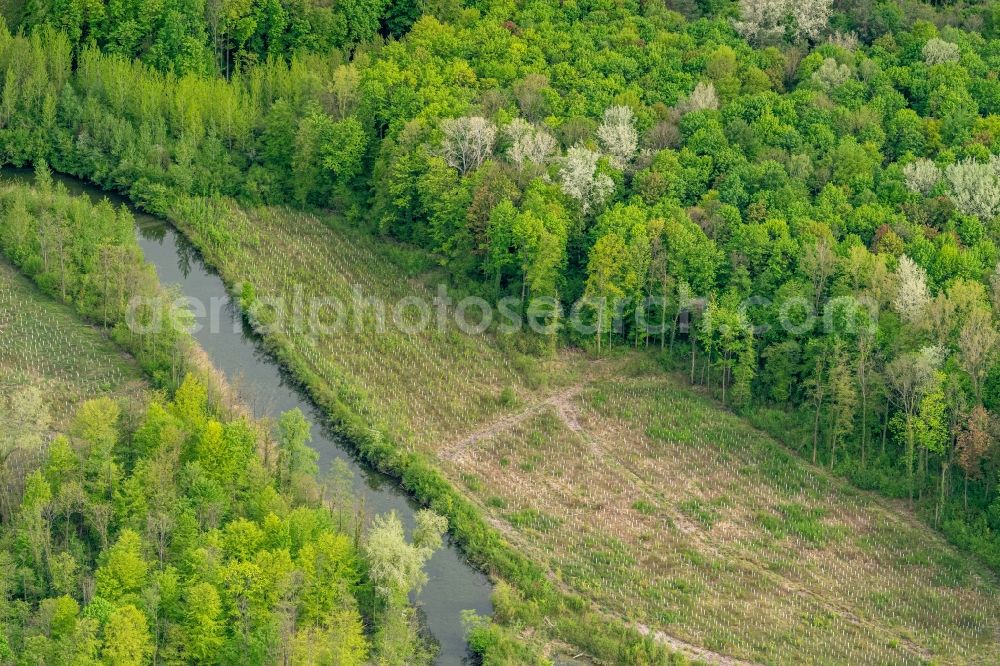 Weisweil from the bird's eye view: Renaturation through afforestation of young trees in the forest area Taubergiessen in Weisweil in the state Baden-Wuerttemberg, Germany
