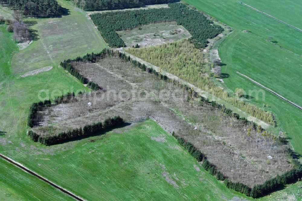 Aerial photograph Wollschow - Renaturation through afforestation of young trees in the forest area in Wollschow in the state Brandenburg, Germany