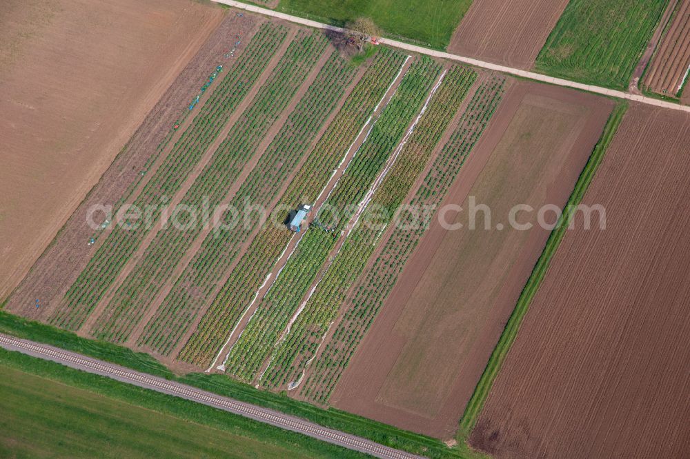 Aerial photograph Billigheim-Ingenheim - Work on the rhubarb harvest with harvest workers on rows of agricultural fields in Billigheim-Ingenheim in the state Rhineland-Palatinate, Germany